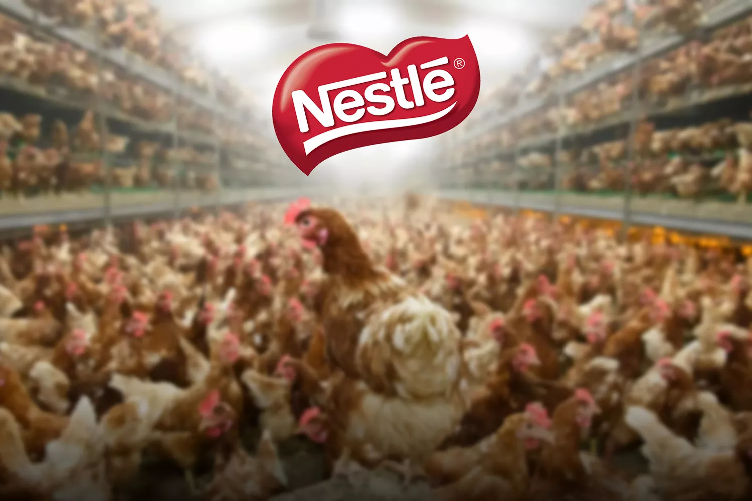 Montaje de una granja de gallinas y el logo de la caja roja de Nestlé / CONSUMIDOR GLOBAL