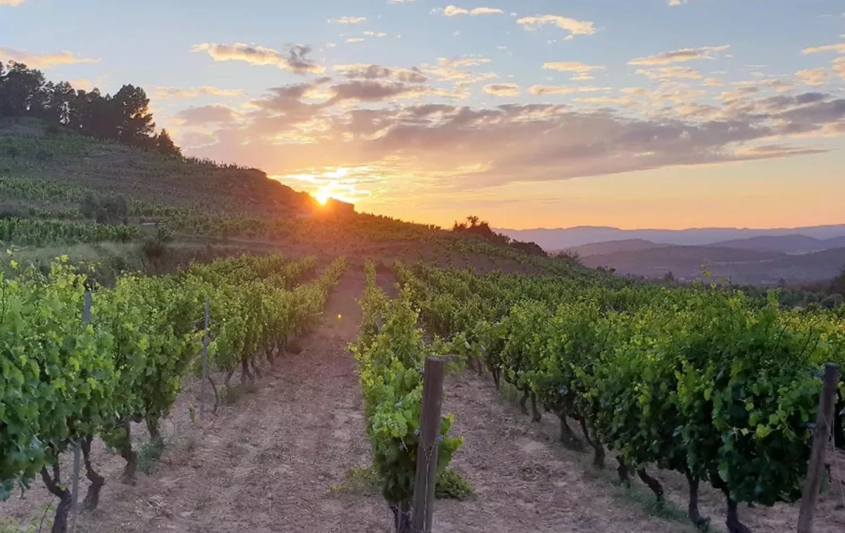 Viñedos al atardecer / VINYES DOMÈNECH Viñedos al atardecer / VINYES DOMÈNECH