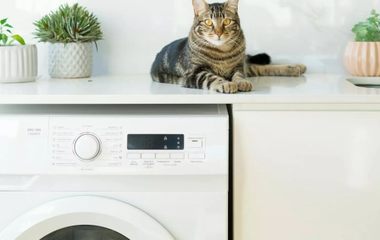 Un gato encima de una lavadora en la que ya han utilizado el ingrediente milenario/ PEXELS
