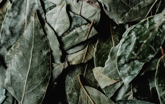 Hojas de laurel/ PEXELS Hojas de laurel/ PEXELS
