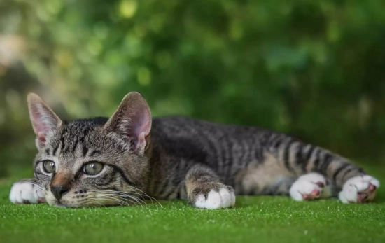 Un gato tumbado en el suelo / PIXABAY Un gato tumbado en el suelo / PIXABAY