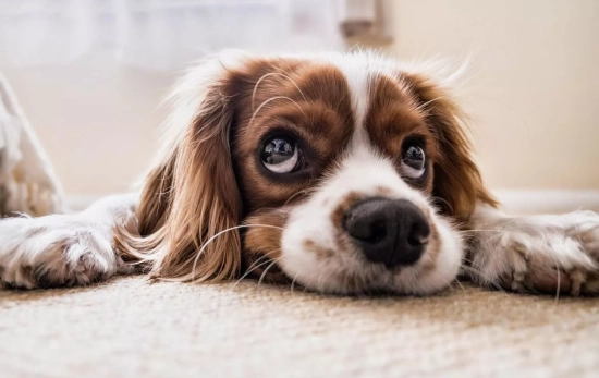 Un perro en el hogar / PIXABAY Un perro en el hogar / PIXABAY