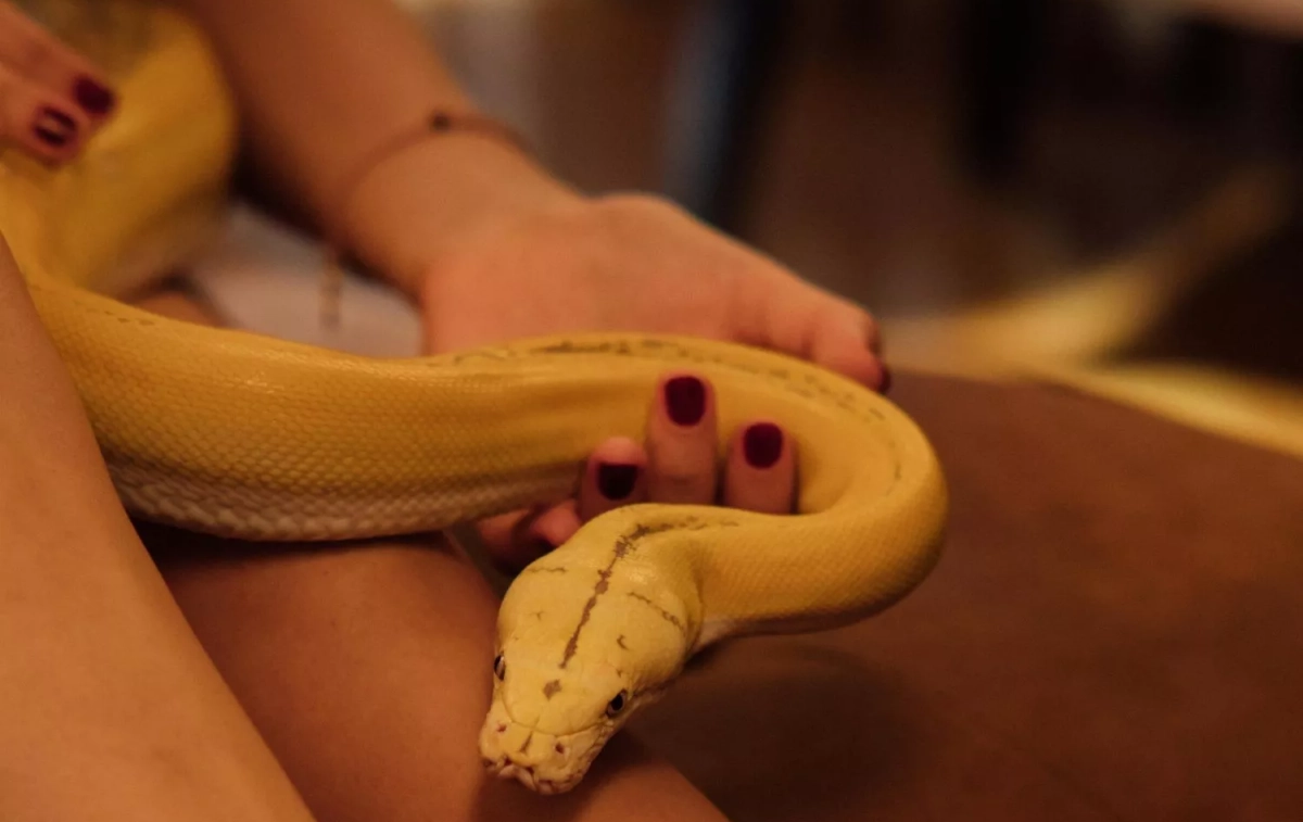 Una serpiente amarilla / PEXELS Una serpiente amarilla / PEXELS