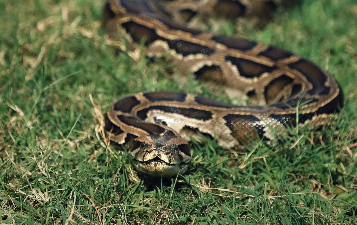 Una serpiente / PEXELS Una serpiente / PEXELS