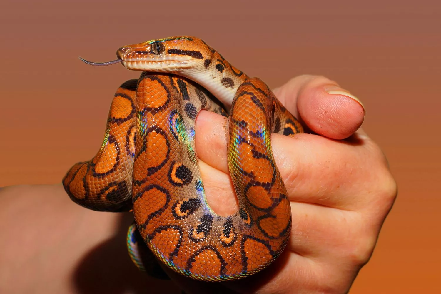 Una serpiente PEXELS