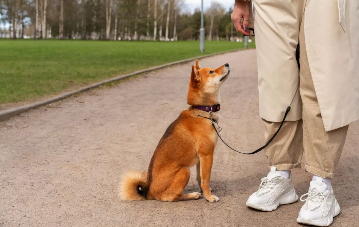 Con perro con su tutor / FREEPIK Con perro con su tutor / FREEPIK
