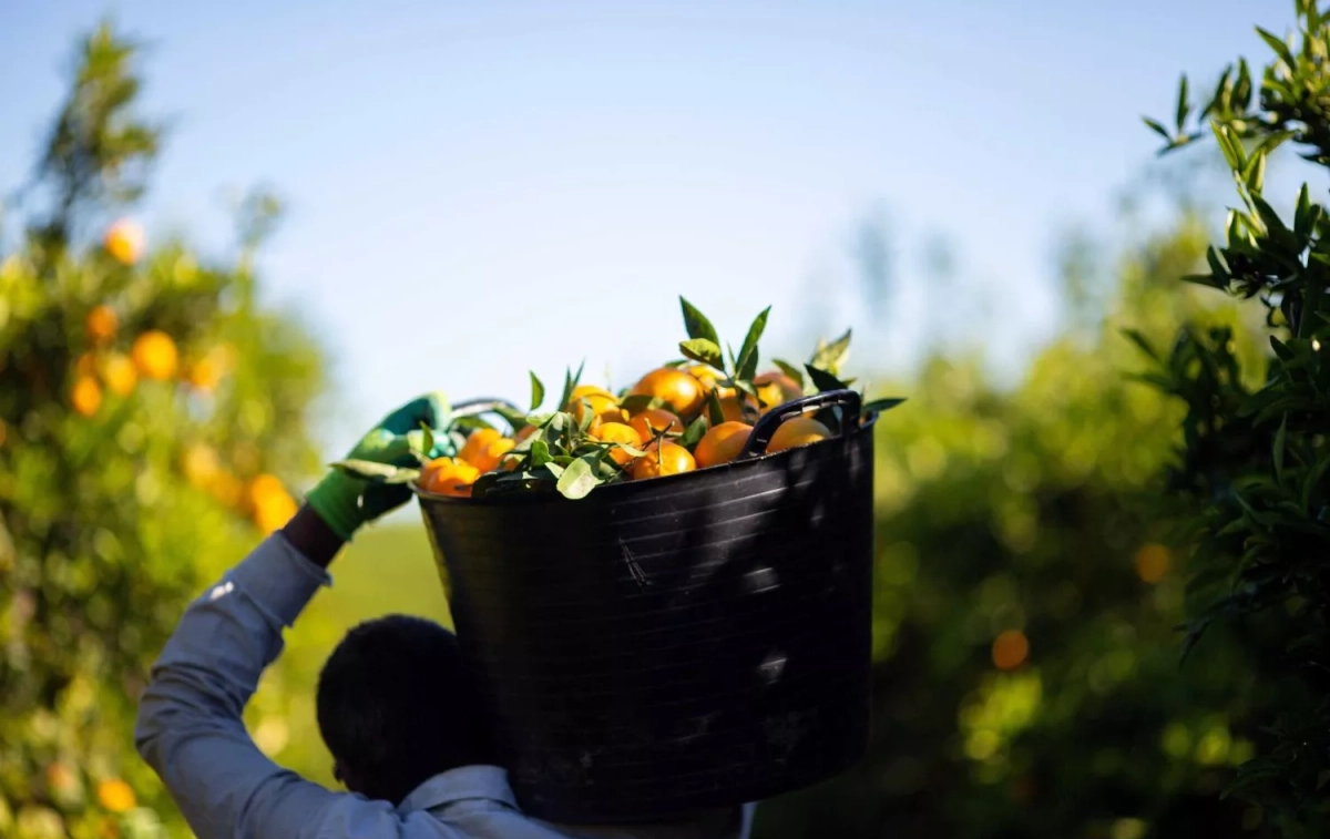 Un agricultor recoge naranjas / EP
