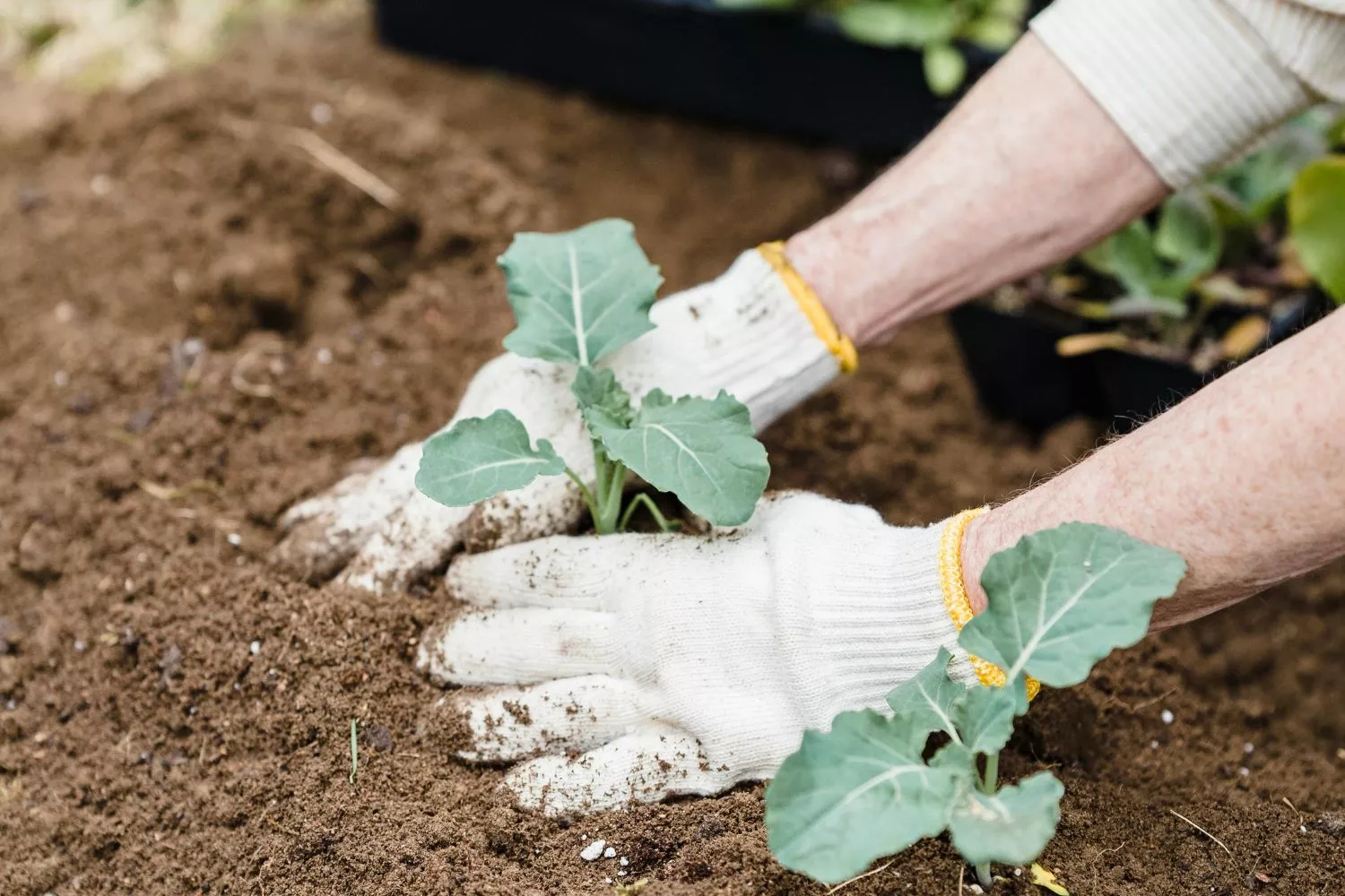 ¿Qué plantar en tu huerto en febrero?/ PEXELS