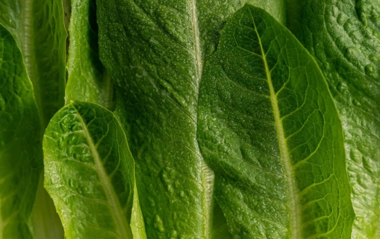 Hojas de lechuga/ PEXELS Hojas de lechuga/ PEXELS