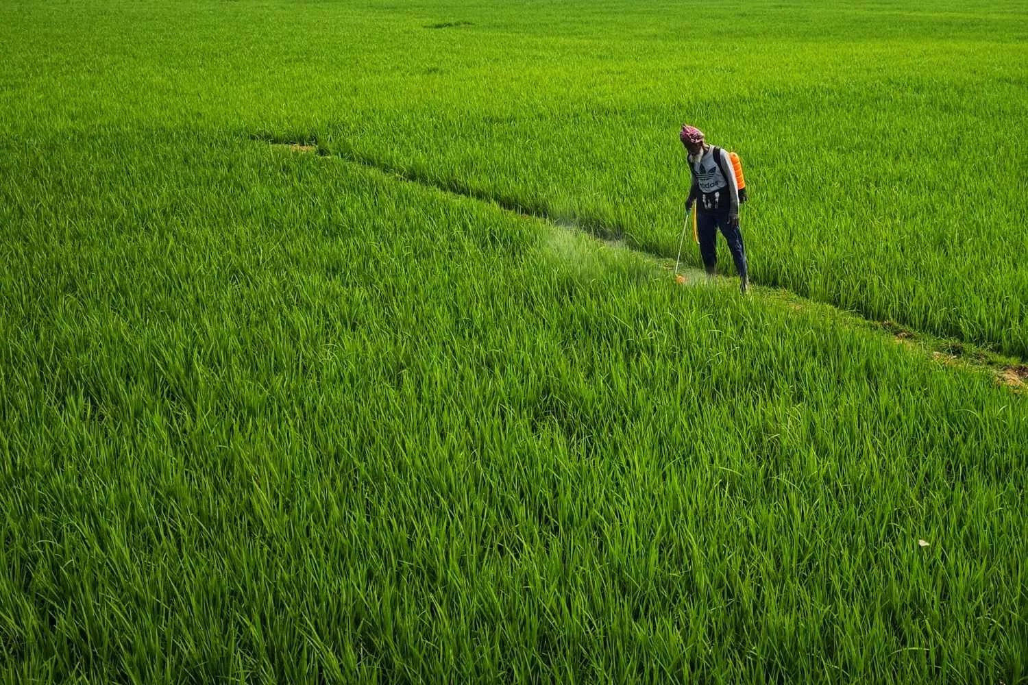 Un agricultor utiliza pesticidas / PEXELS