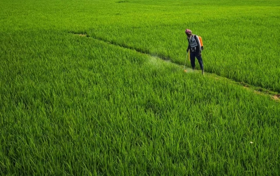 Un agricultor utiliza pesticidas / PEXELS Un agricultor utiliza pesticidas / PEXELS