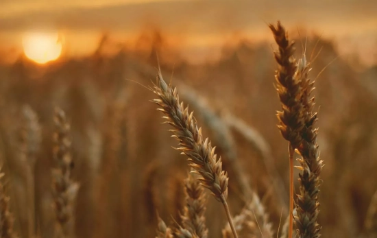 Desconectar en la naturaleza es ideal para fomentar la lectura/ PEXELS