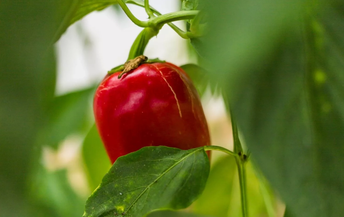 Un pimiento rojo / FREEPIK
