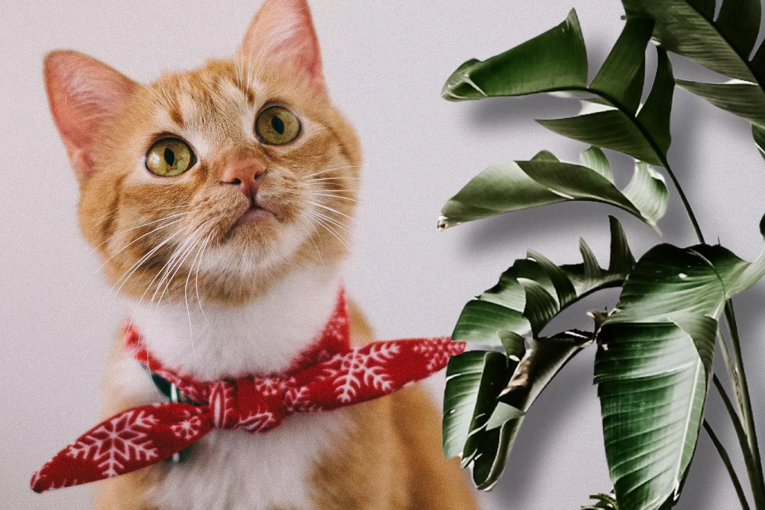No lo sabías: Esto es lo más tóxico que puedes tener en casa para tu gato/ Montaje CG
