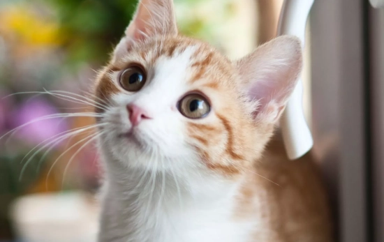 Un gato con plantas de fondo/ PEXELS Un gato con plantas de fondo/ PEXELS