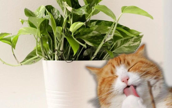 Un gato probando una planta/ Montaje CG Un gato probando una planta/ Montaje CG