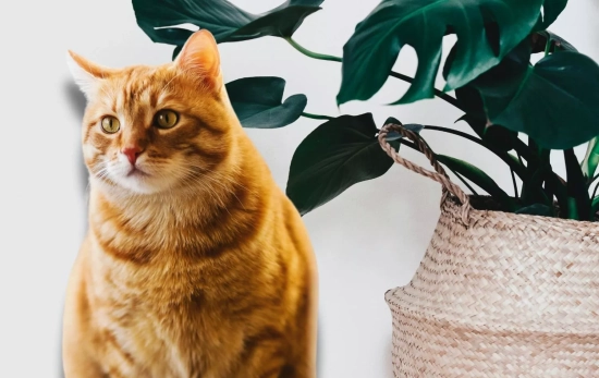 Un gato al lado de una planta/ PEXELS Un gato al lado de una planta/ PEXELS