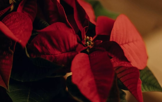 La flor de pascua también les sienta fatal a las mucosas de los gatos/ PEXELS La flor de pascua también les sienta fatal a las mucosas de los gatos/ PEXELS