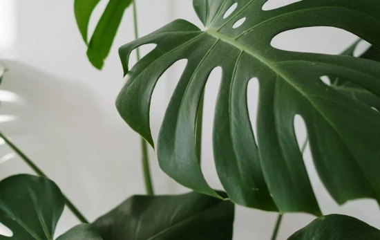 Una planta de interior/ PEXELS Una planta de interior/ PEXELS