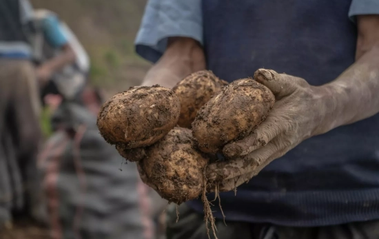 Un agricultor con unas patatas / PEXELS Un agricultor con unas patatas / PEXELS