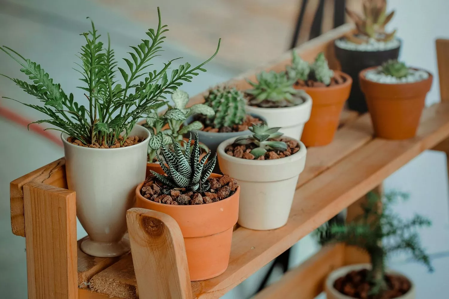El desconocido remedio casero para que tus plantas vuelvan a lucir en poco tiempo: es infalible/ PEXELS