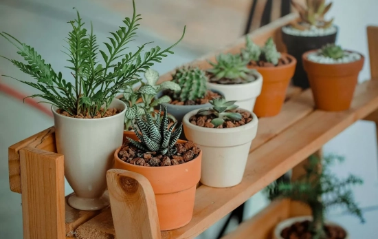 El desconocido remedio casero para que tus plantas vuelvan a lucir en poco tiempo: es infalible/ PEXELS El desconocido remedio casero para que tus plantas vuelvan a lucir en poco tiempo: es infalible/ PEXELS