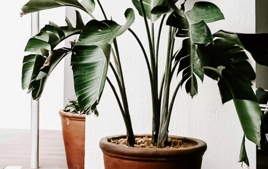 Las presencia de moho en las plantas a veces es menos visual y hay que inspeccionar bien la planta/ PEXELS Las presencia de moho en las plantas a veces es menos visual y hay que inspeccionar bien la planta/ PEXELS