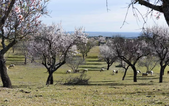 Ovejas entre los almendros en flor en Garrovillas de Alconétar, a 16 de febrero de 2022, en Cácer Ovejas entre los almendros en flor en Garrovillas de Alconétar, a 16 de febrero de 2022, en Cácer