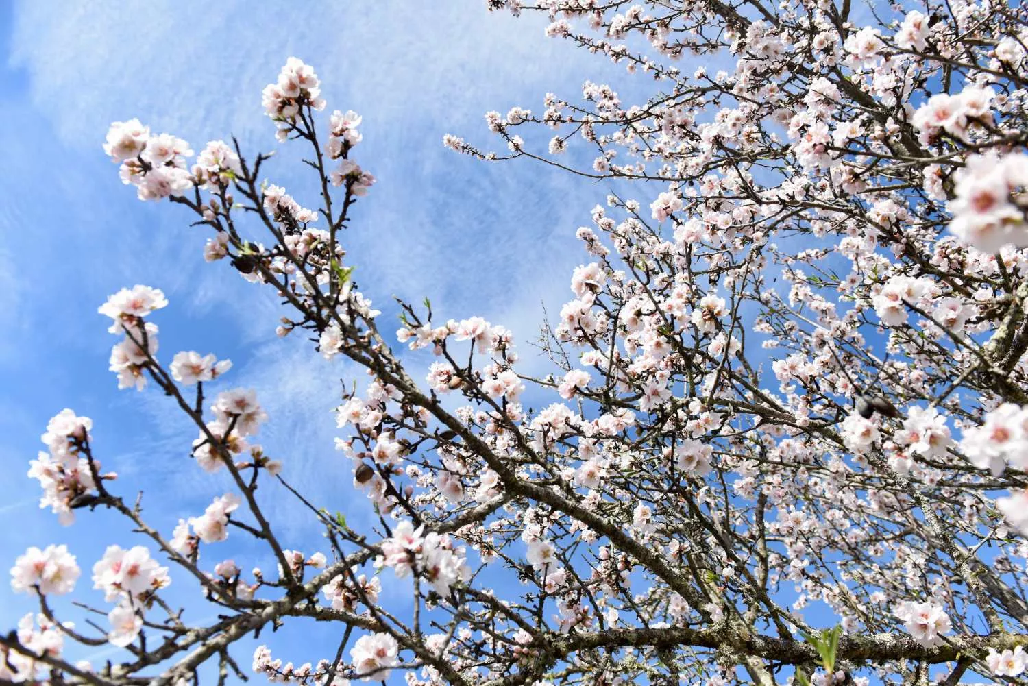 Almendros en flor en la provincia de Cáceres / EUROPA PRESS - GUSTAVO VALIENTE