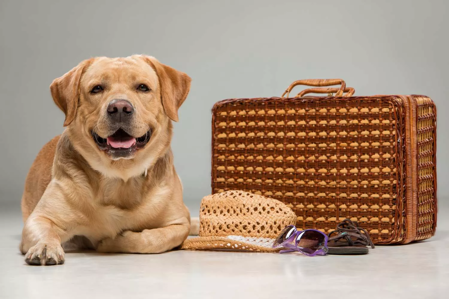 Un perro que suele viajar con su dueño en avión   FREEPIK