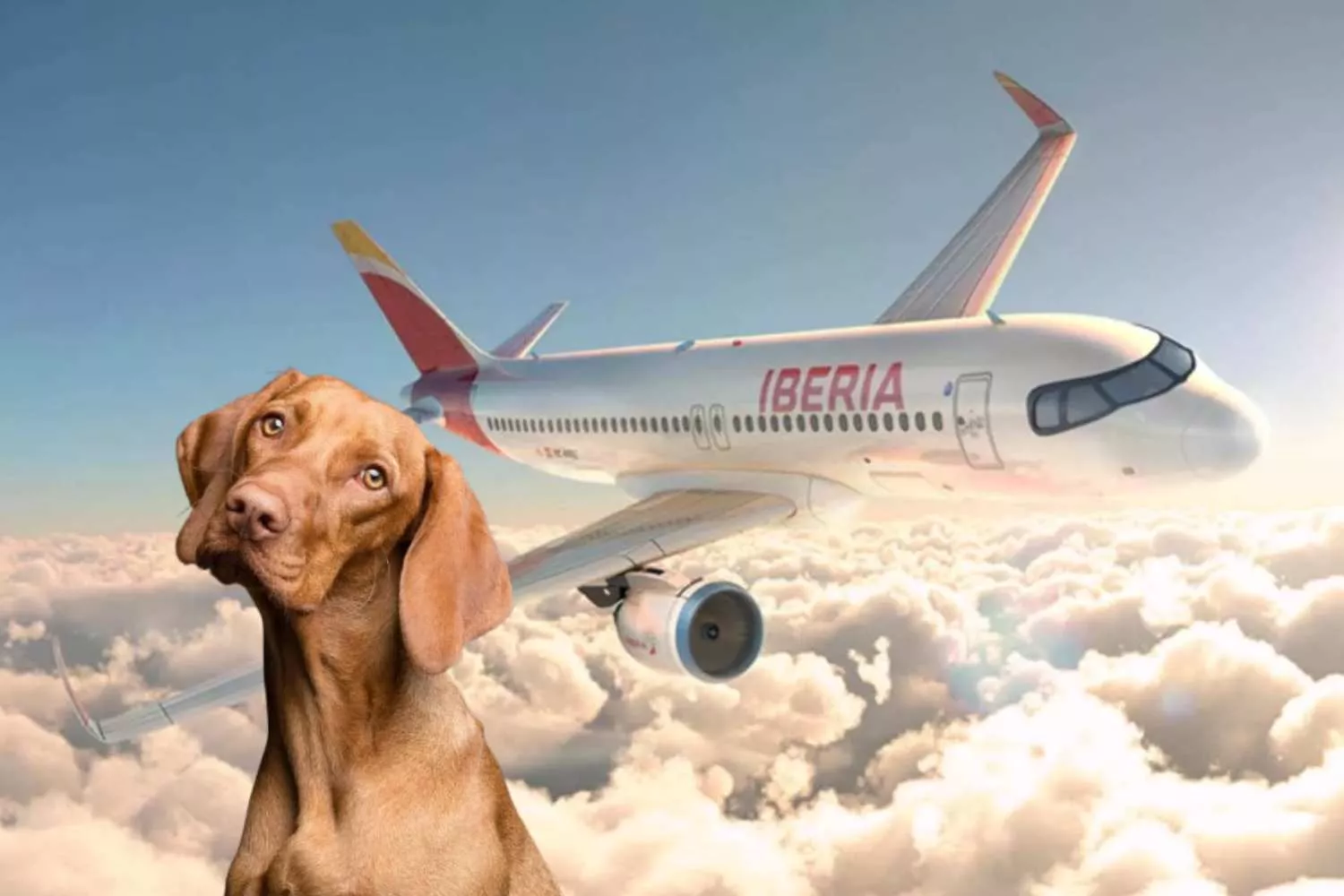 Un avión de la aerolínea Iberia y un perro / Fotomontaje CONSUMIDOR GLOBAL