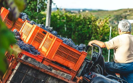 Un viticultor / UNSPLASH Un viticultor / UNSPLASH