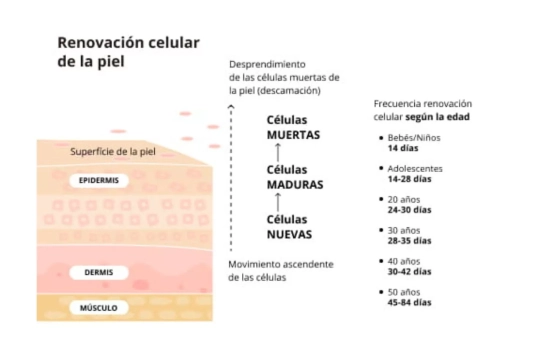 Esquema del proceso de renovación celular/ FRESHLY.COM Esquema del proceso de renovación celular/ FRESHLY.COM