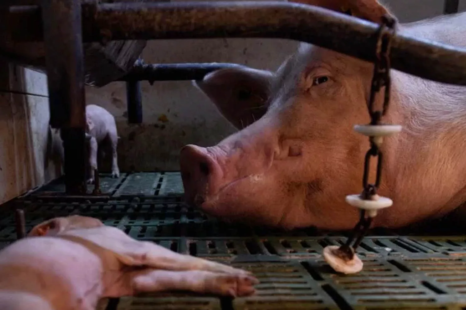 Una cerda enjaulada que acaba de parir IGUALDAD ANIMAL