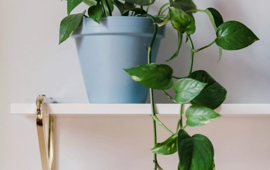 Un poto en una estantería/ PEXELS Un poto en una estantería/ PEXELS