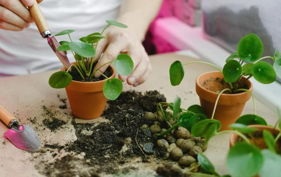 Una mujer trasplantando la planta del dinero/ PEXELS Una mujer trasplantando la planta del dinero/ PEXELS