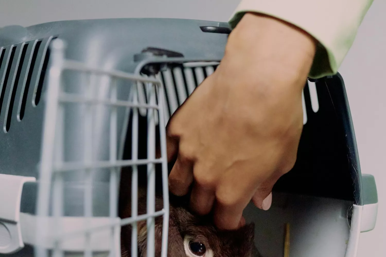 Una mascota como Oslo / PEXELS