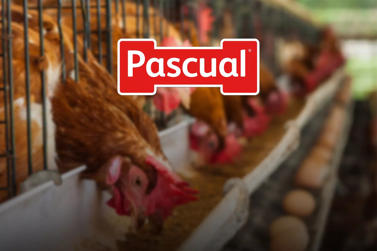 Montaje con el logo de Pascual, gallinas enjauladas y huevos / CONSUMIDOR GLOBAL