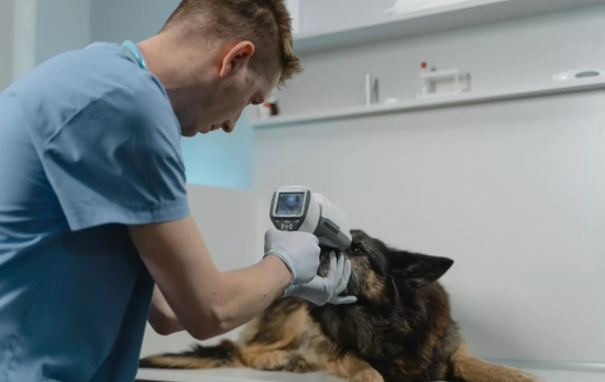 Un perro en una clínica veterinaria / PEXELS Un perro en una clínica veterinaria / PEXELS