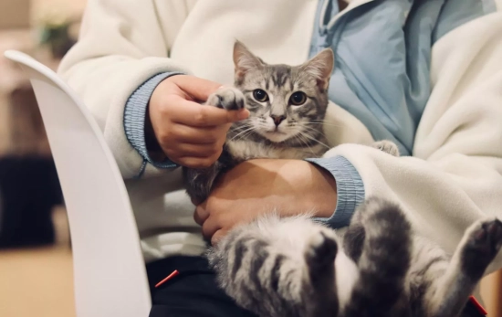 Un gato en el veterinario / UNSPLASH Un gato en el veterinario / UNSPLASH