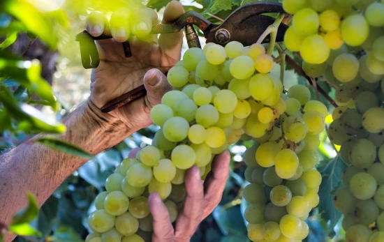 Un trabajador corta racimos de uvas / FREEPIK - wirestock Un trabajador corta racimos de uvas / FREEPIK - wirestock