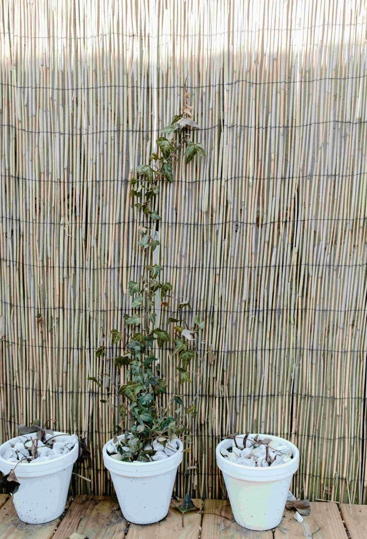 Cañizo de bambú para tu terraza o jardín / PEXELS