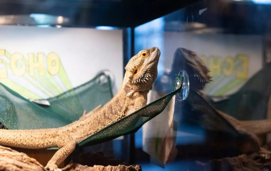 Un lagarto en una vitrina / UNSPLASH Un lagarto en una vitrina / UNSPLASH