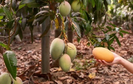 Cultivos de mango / FREEPIK Cultivos de mango / FREEPIK