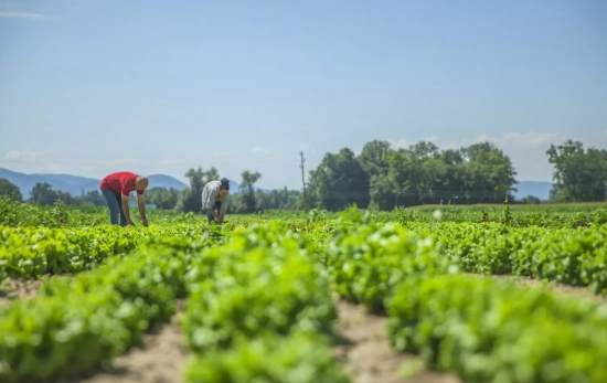 Dos agricultores / FREEPIK - wirestock Dos agricultores / FREEPIK - wirestock
