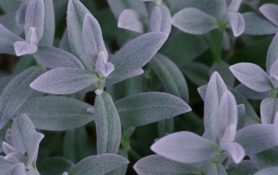Hojas de salvia naturales/ PEXELS Hojas de salvia naturales/ PEXELS