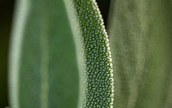 Una hoja de salvia analizada con microscopio/ PEXELS Una hoja de salvia analizada con microscopio/ PEXELS