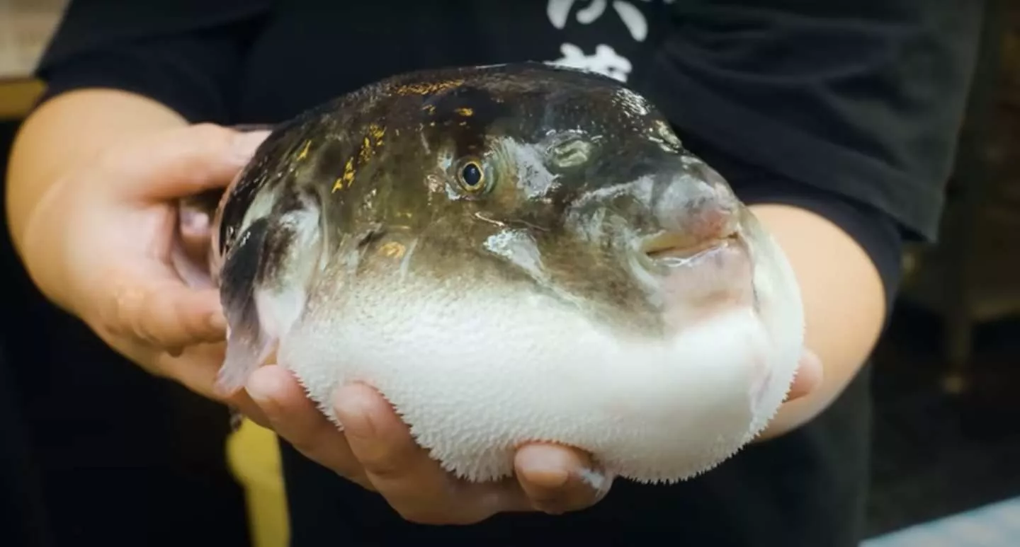 Pez fugu japonés / YOUTUBE - Marc Vilas