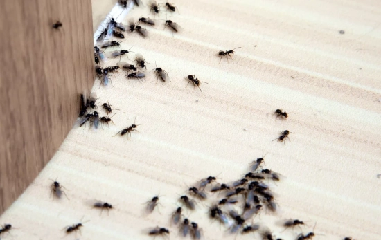 Descubre cómo deshacerte de los insectos de tu hogar para este verano/ CANVA Descubre cómo deshacerte de los insectos de tu hogar para este verano/ CANVA