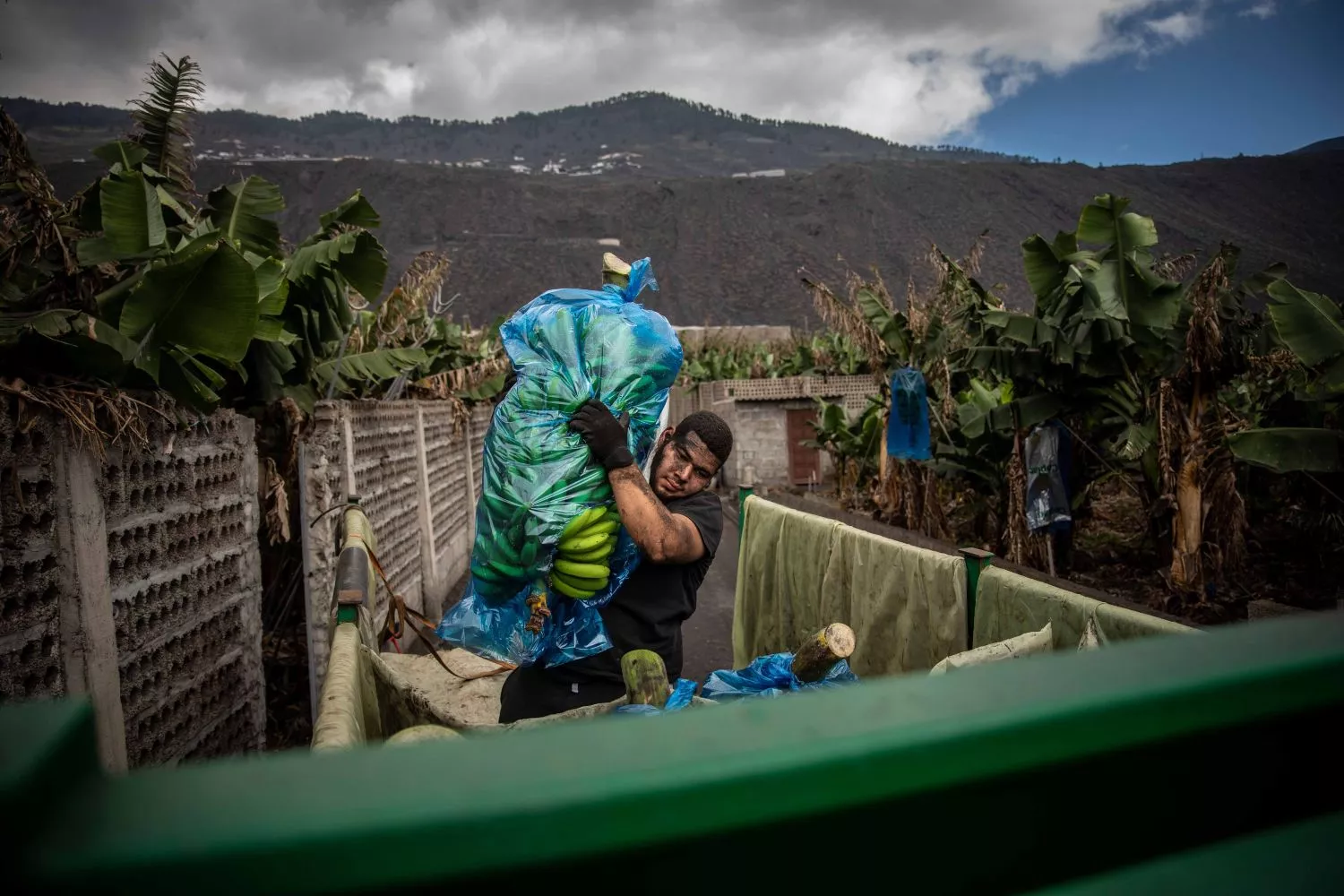 Un agricultor echa al camión plátano de Canarias   Kike Rincón   EP